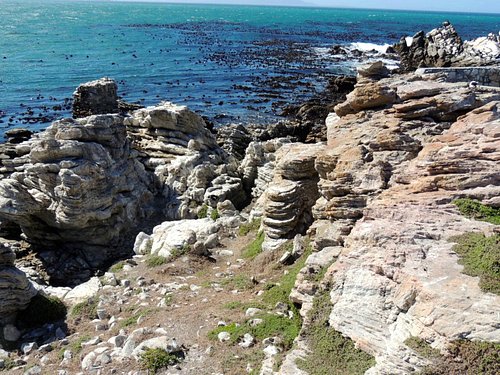 stony-point-penguin-colony (1)